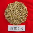 白燕7號(蒙認麥2009002號) 白燕7號(蒙認麥2009002號)