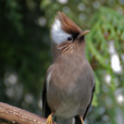白領鳳鶥 白領鳳鶥