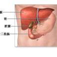 膽囊管 膽囊管
