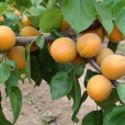 蜜香杏 蜜香杏