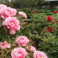 牡丹公園 牡丹公園