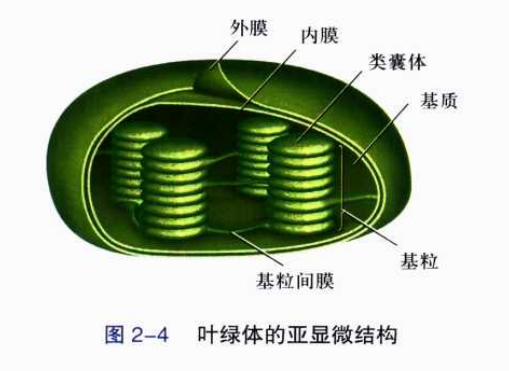 葉綠體的亞顯微結構