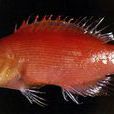 姬擬唇魚 姬擬唇魚