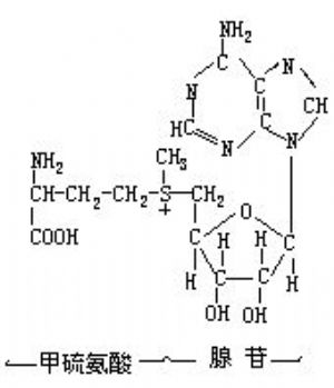 S-腺苷甲硫氨酸
