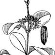 瓶花木 瓶花木