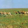 內蒙古烏拉特梭梭林蒙古野驢國家級自然保護區