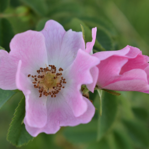 Rosa tomentosa