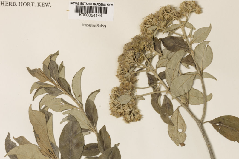 Eremanthus arboreus (Gardner) MacLeish Eremanthus arboreus (Gardner) MacLeish