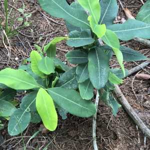 Erythroxylum deciduum