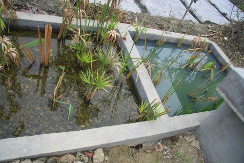 一個建在四川郫縣園田村的庭院人工濕地。