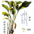 於術 於術