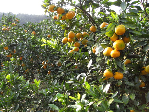 堂上農場 柑橘種植