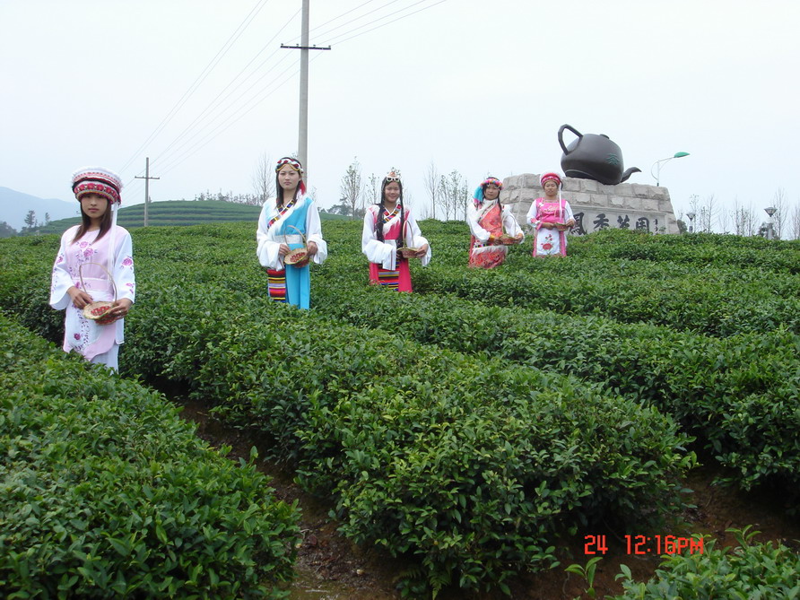 茶鄉文化