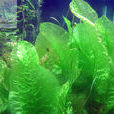 波葉海菜花(水性楊花(植物)) 波葉海菜花(水性楊花(植物))
