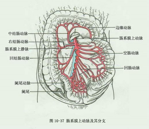 腸系膜上動脈