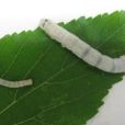 粵蠶細纖1號 粵蠶細纖1號
