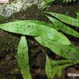 廬山瓦韋(植物) 廬山瓦韋(植物)