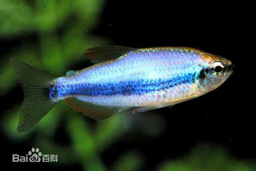 藍國王燈魚
