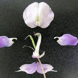大豆(Glycine max)