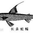 蛇鯔屬 蛇鯔屬