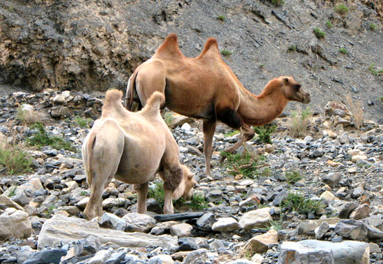 羅布泊野駱駝國家級自然保護區