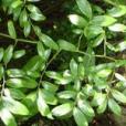 鹿茸木 鹿茸木