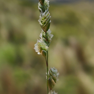 Chascolytrum paleapiliferum