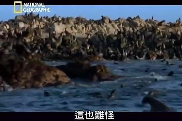 鯊魚妮可 鯊魚妮可