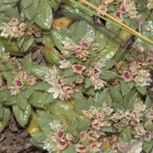 Trianthema rhynchocalyptrum