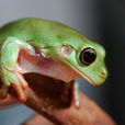 老爺樹蛙(綠雨濱蛙)