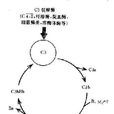 補體C4 補體C4