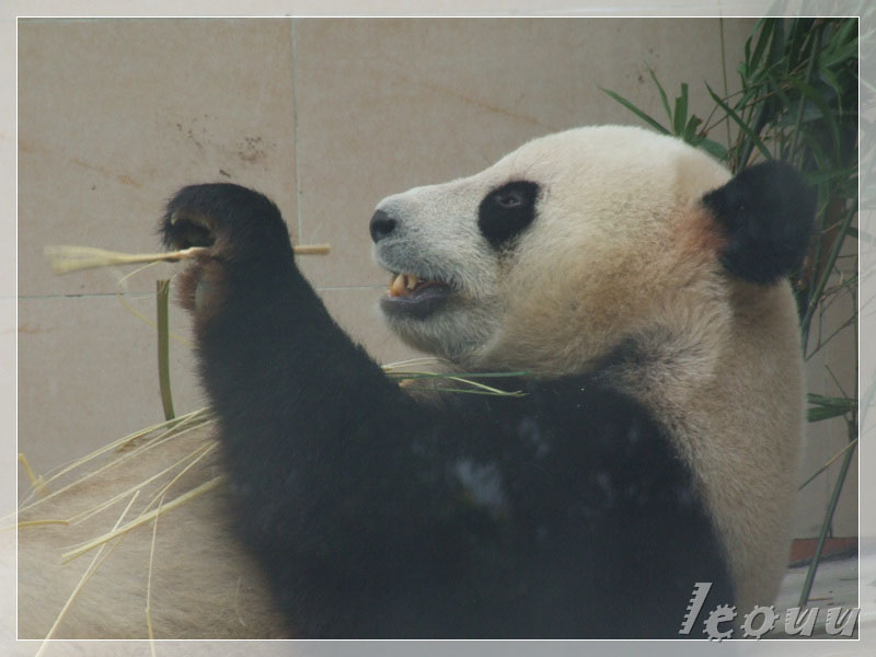福州熊貓世界的龍飛