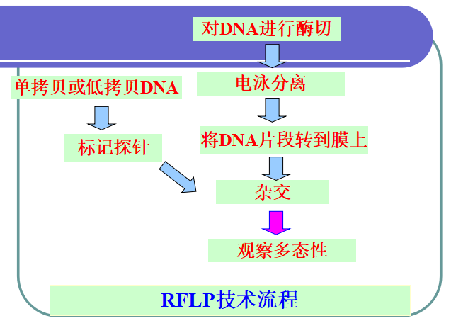RFLP技術規程