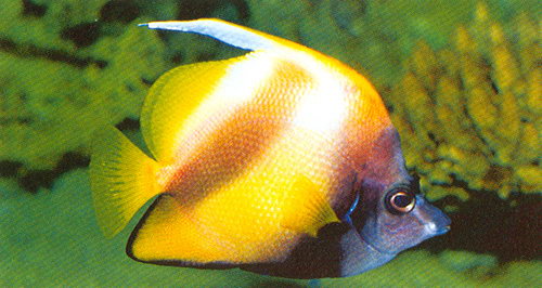 紅海馬夫魚