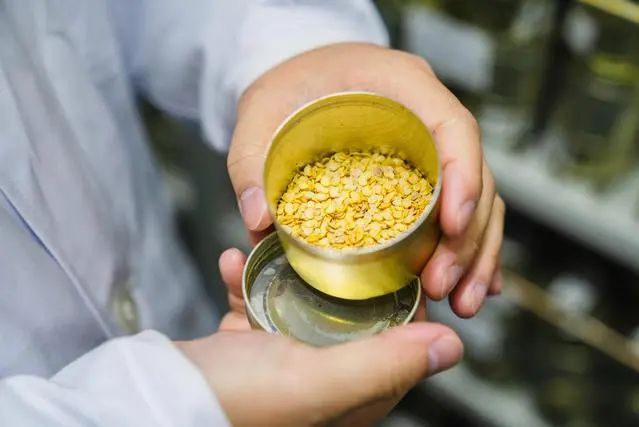 游水糯 游水糯