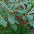 瑞香根
