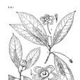 喜光花 喜光花