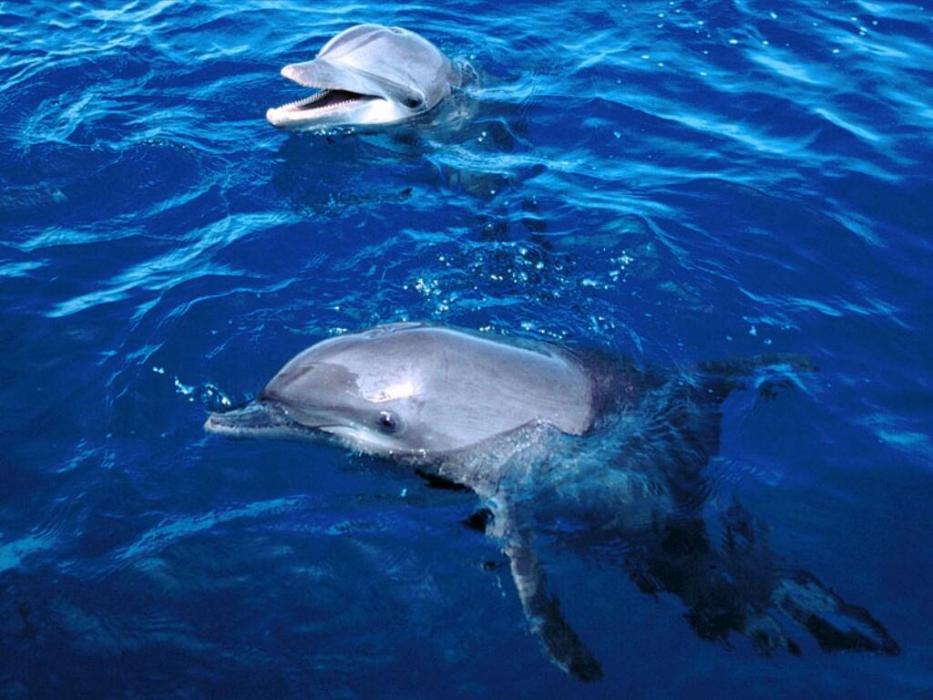 弱原海豚 弱原海豚