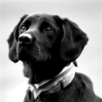 特萊奧(英國軍犬) 特萊奧(英國軍犬)