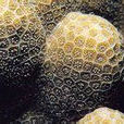 科科斯群島濱珊瑚