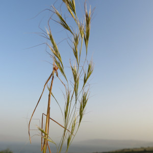 Ventenata blanchei