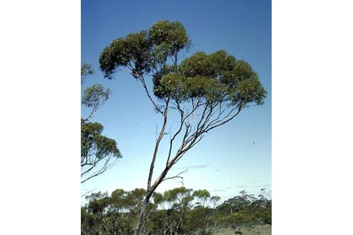 光蕾桉 光蕾桉