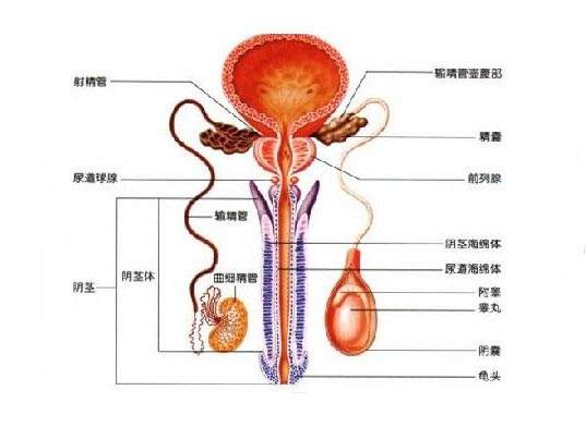 精囊結核