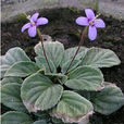 輻花苣苔 輻花苣苔