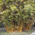 小葉琴絲竹（栽培型）