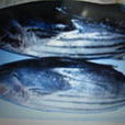 炸彈魚 炸彈魚