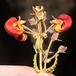 Calceolaria pisacomensis