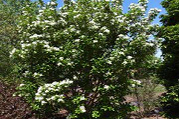 Chionanthus retusus \x27Tokyo Tower\x27 Chionanthus retusus \x27Tokyo Tower\x27