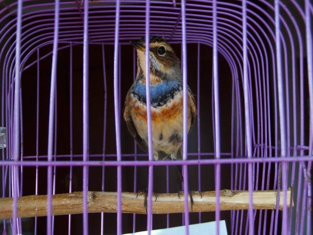 蓬那竄鳥