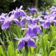 紫鳶花(也叫鳶尾花，是一張藍紫色的植物)